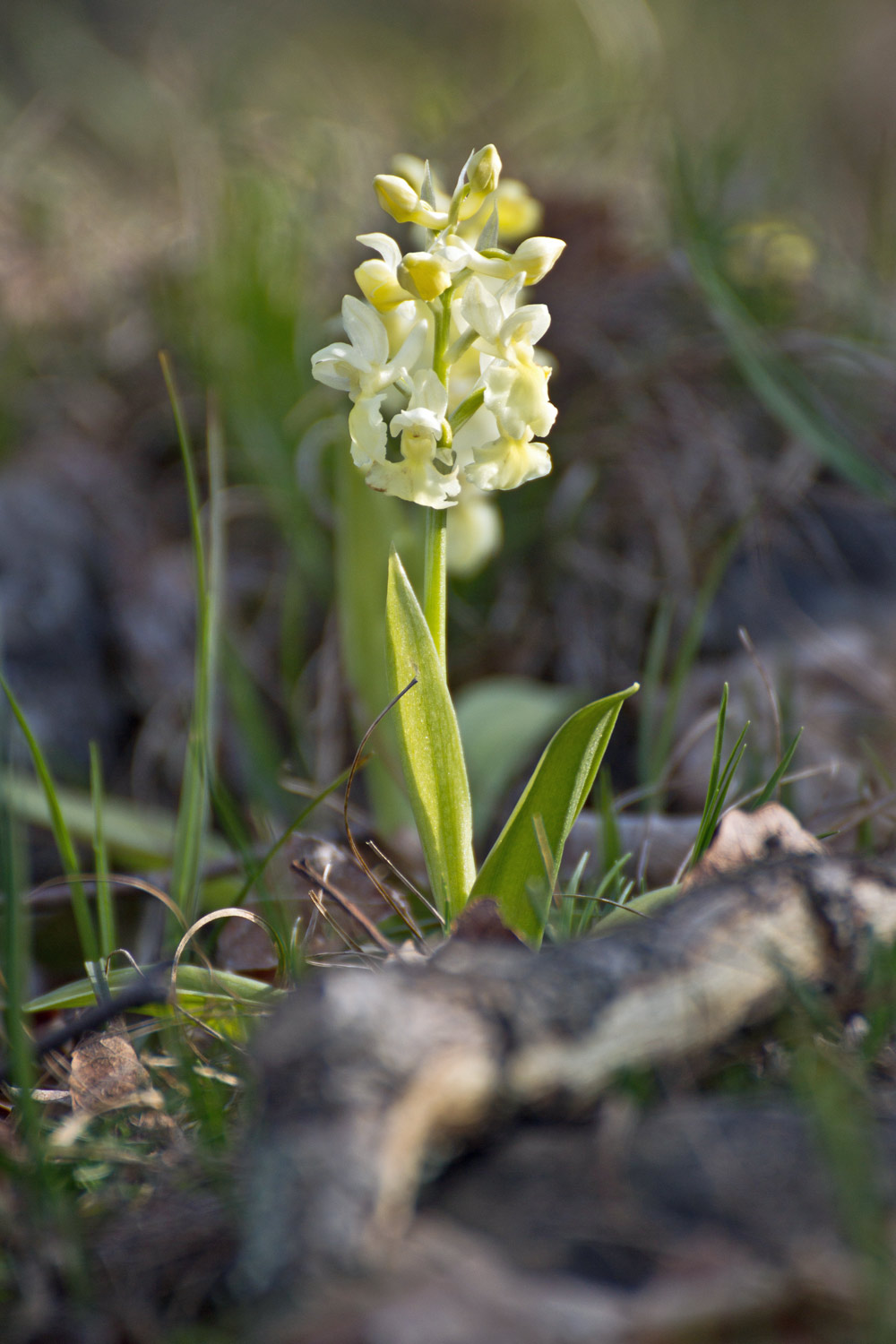 Orchis pallens